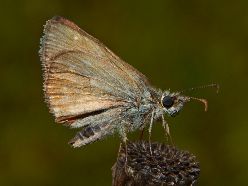 Hesperidae da ID